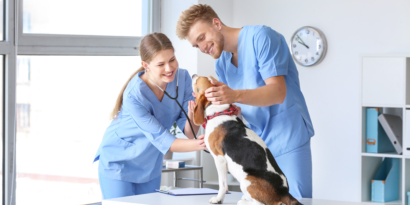 vet assistant